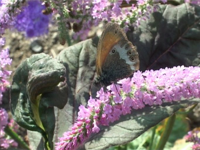 Weißbindiges Wiesenvögelchen ( Coenonympha arcania ), Flügelunterseite : Nettersheim/Urfttal, Eifel, 28.06.2005